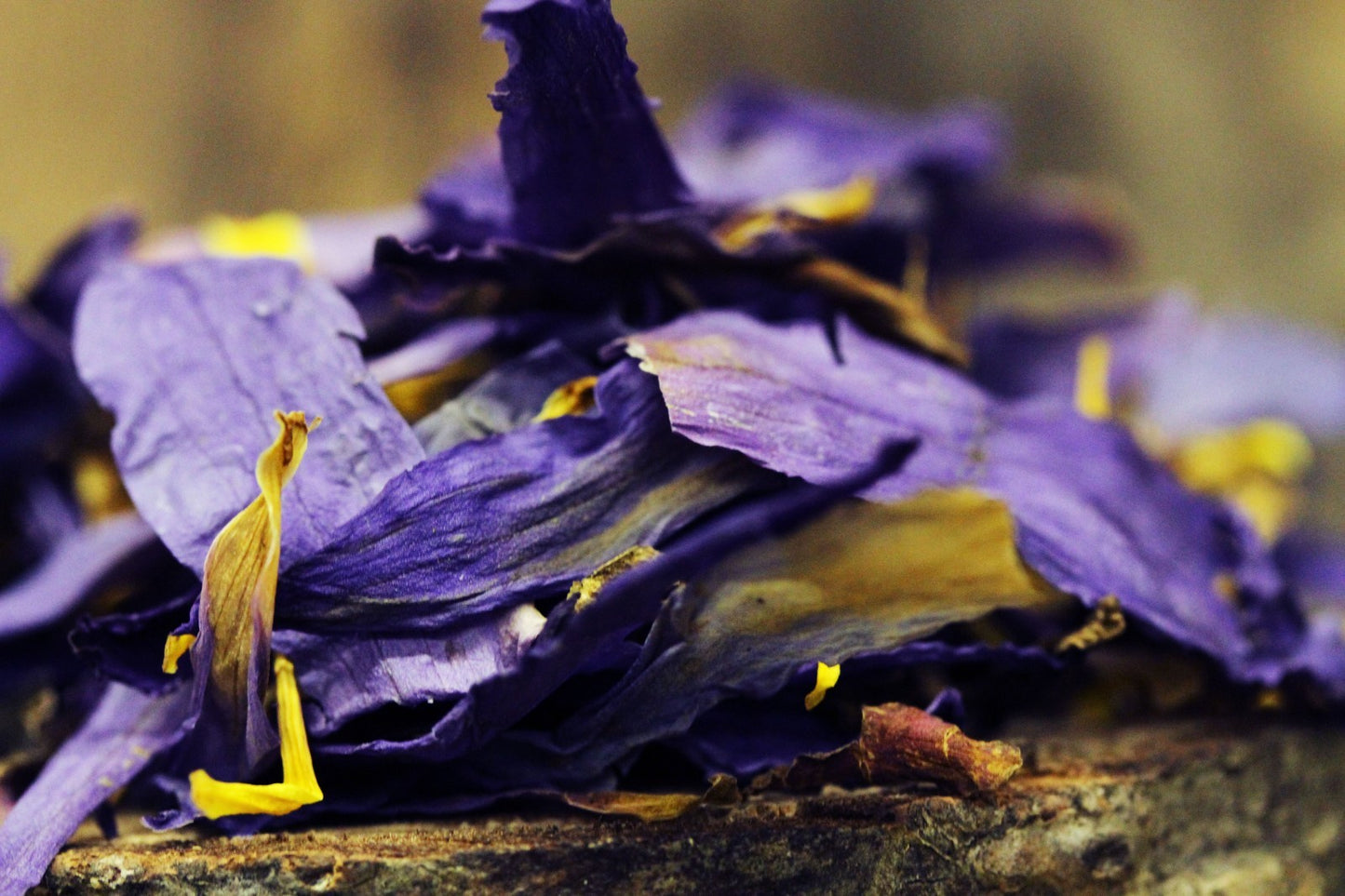 1 oz Blue Lotus (Nymphaea Caerulea) Shredded Flower Petals & Stamens Dried Herb