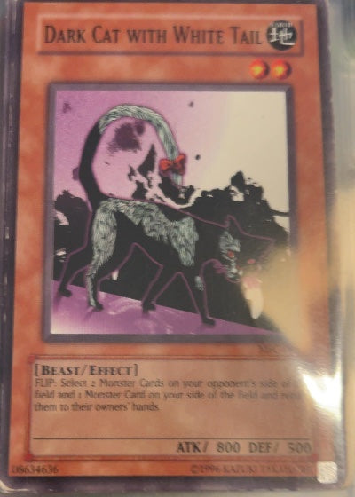 Dark Cat with White Tail